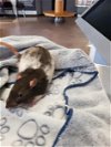 adoptable Rat in  named SPLINTER
