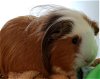 adoptable Guinea Pig in  named MOHAWK