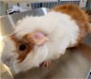 adoptable Guinea Pig in  named CURIOUS GEORGE