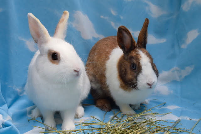 adoptable Rabbit in Scarborough, ON named REGAL