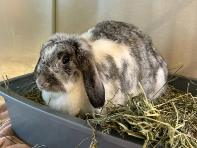 adoptable Rabbit in Scarborough, ON named FIONA