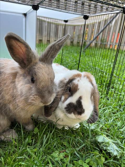 adoptable Rabbit in Scarborough, ON named GLORIA