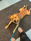 adoptable Dog in , ON named VITO