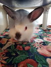 adoptable Rabbit in , ON named BUTTON