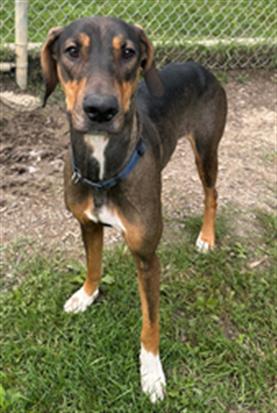 adoptable Dog in Scarborough, ON named COCO CHANEL