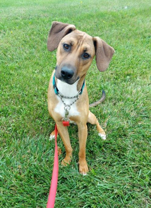 adoptable Dog in Scarborough, ON named JUNIPER