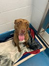 adoptable Dog in , ON named SASHA