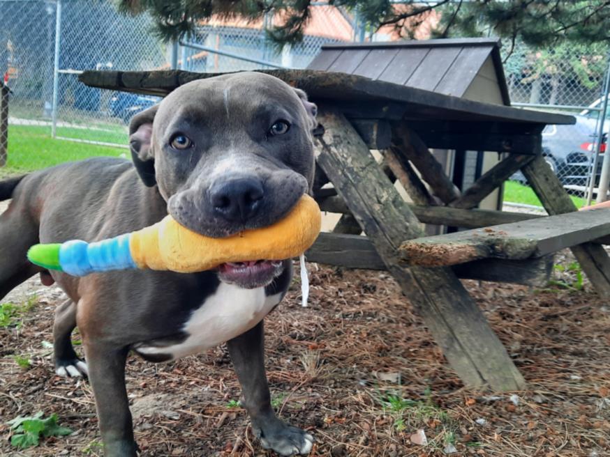 adoptable Dog in Scarborough, ON named ABE