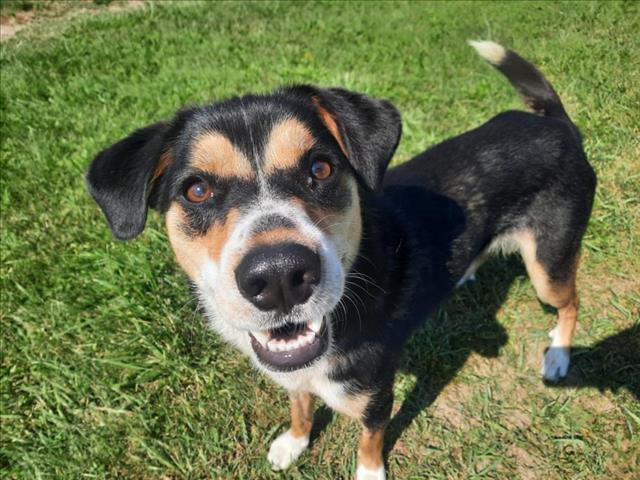 adoptable Dog in Scarborough, ON named MIKA