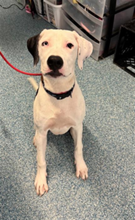 adoptable Dog in Scarborough, ON named BAGEL