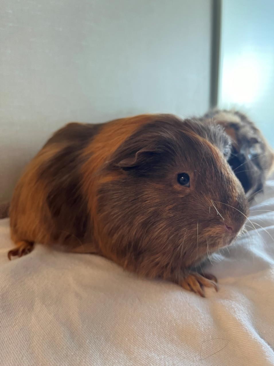 adoptable Guinea Pig in Scarborough, ON named PEANUT BUTTER