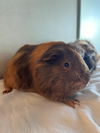 adoptable Guinea Pig in , ON named PEANUT BUTTER