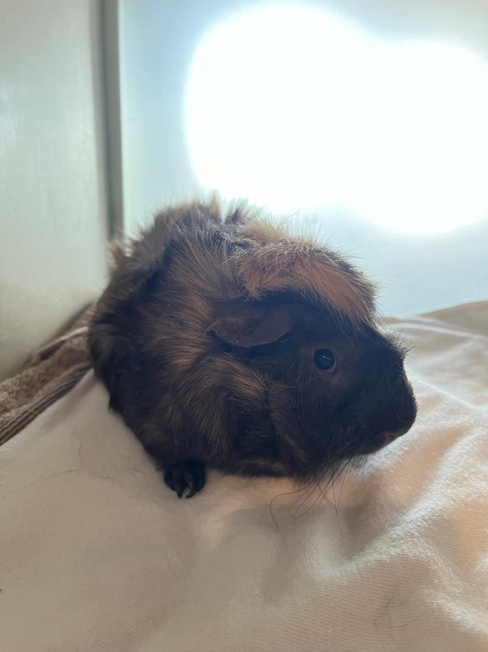 adoptable Guinea Pig in Scarborough, ON named JUNIOR K