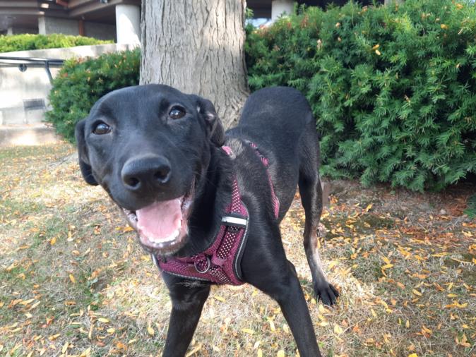 adoptable Dog in Scarborough, ON named MISS PEABODY