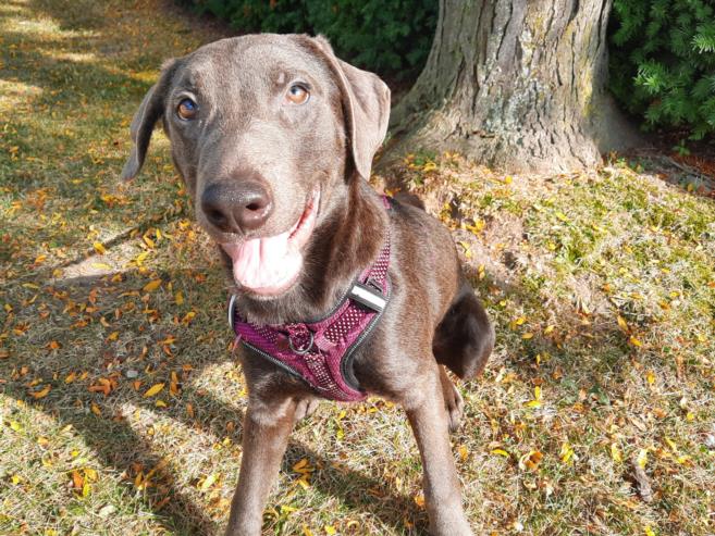 adoptable Dog in Scarborough, ON named BLESSING