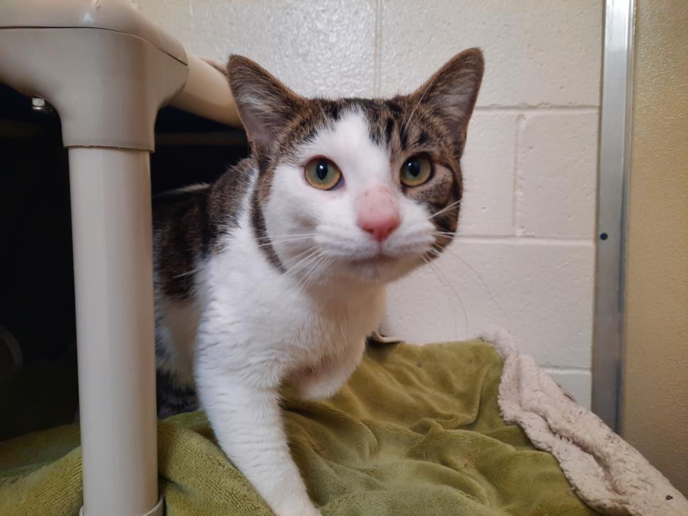 adoptable Cat in Scarborough, ON named PHANTOM