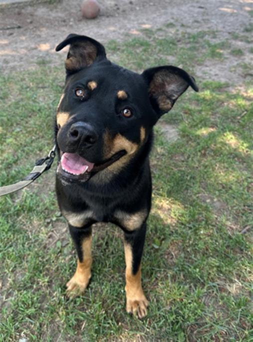 adoptable Dog in Scarborough, ON named ZARA