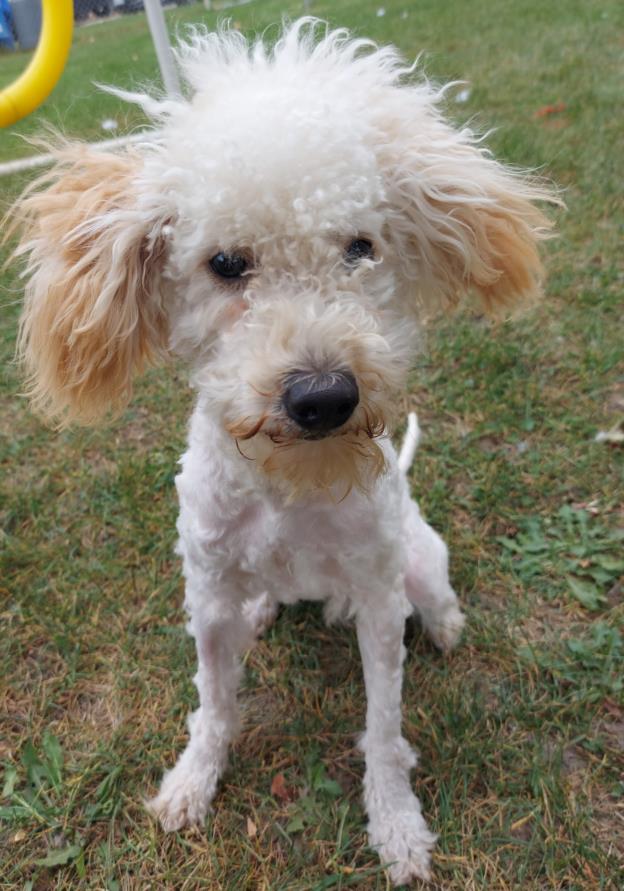 adoptable Dog in Scarborough, ON named BLOSSOM