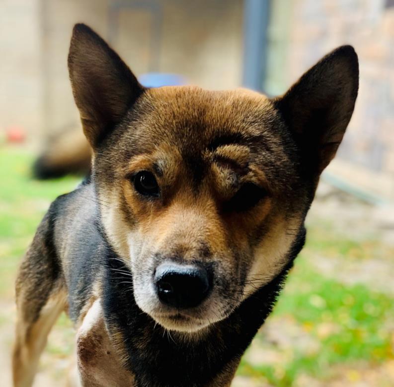 adoptable Dog in Scarborough, ON named TOAD