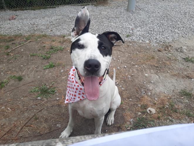 adoptable Dog in Scarborough, ON named CHICO