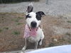 adoptable Dog in  named CHICO