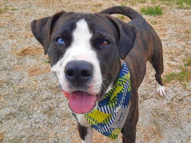 adoptable Dog in Scarborough, ON named BLUE