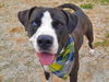 adoptable Dog in  named BLUE