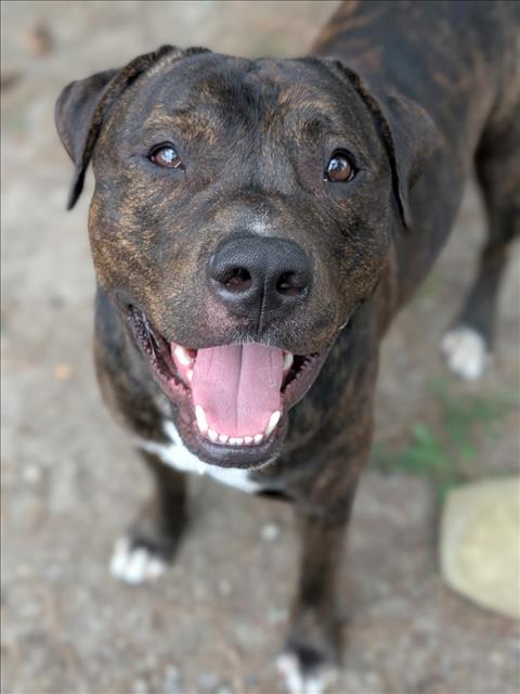 adoptable Dog in Scarborough, ON named BUSTER
