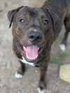 adoptable Dog in  named BUSTER