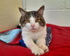 adoptable Cat in , ON named STANLEY