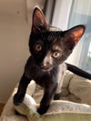 adoptable Cat in , ON named ORRIE
