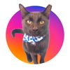 adoptable Cat in  named A.J