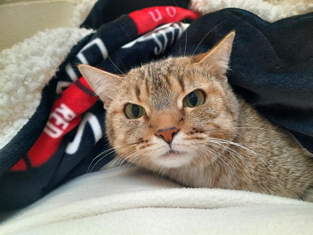 adoptable Cat in Scarborough, ON named CINNNAMON