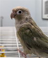 adoptable Bird in  named SKIPPER