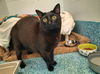 adoptable Cat in  named SUGAR