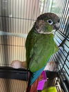 adoptable Bird in  named MARY ANN