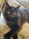 adoptable Cat in  named STEEVIE