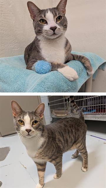 BUBBLES, an adoptable Domestic Short Hair in Toronto, ON