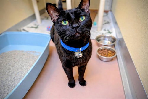 MOON, an adoptable Domestic Short Hair in Toronto, ON