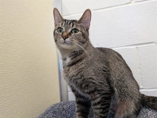 SERENA, an adoptable Domestic Short Hair in Toronto, ON