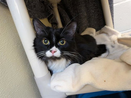 SILK, an adoptable Domestic Medium Hair in Toronto, ON