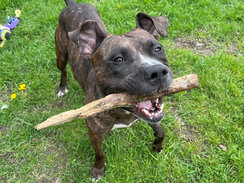 KIKI, an adoptable American Bulldog in Toronto, ON
