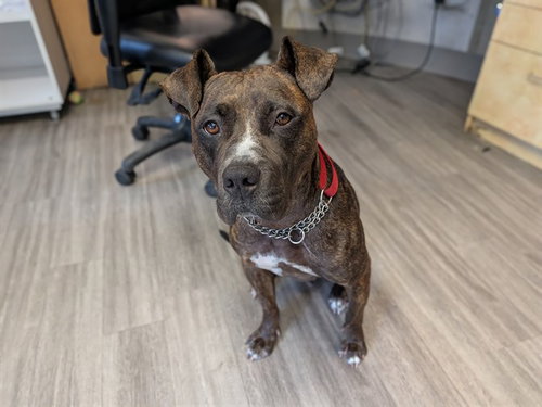 KIKI, an adoptable American Bulldog in Toronto, ON