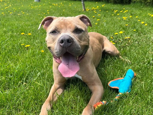 MOTLEY, an adoptable American Bulldog in Toronto, ON