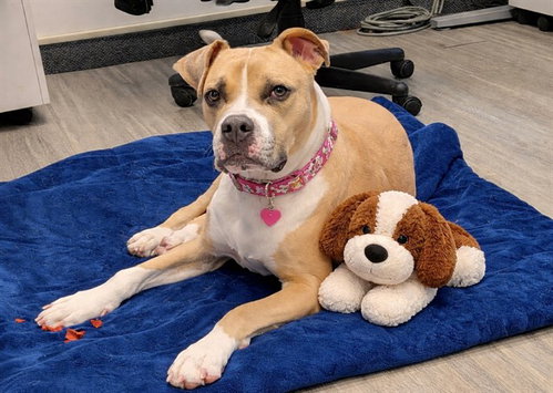 AYLA, an adoptable Boxer in Toronto, ON