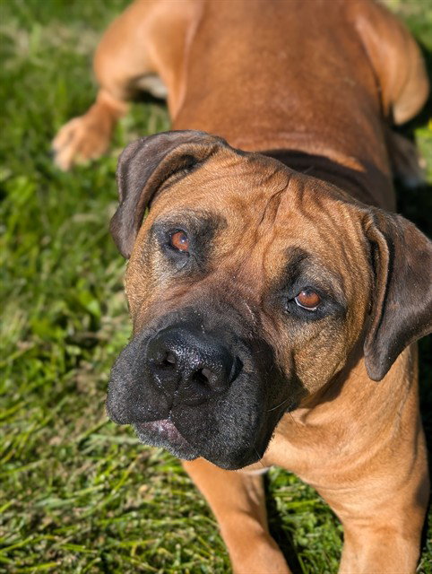 WINNIE, an adoptable Mastiff in Toronto, ON