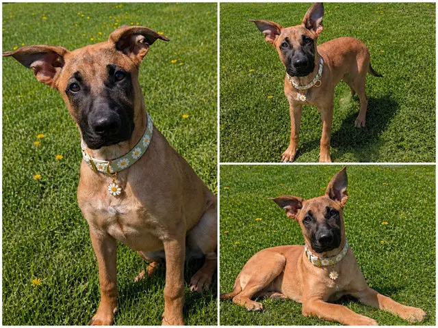 Benny - Belgian Shepherd Malinois