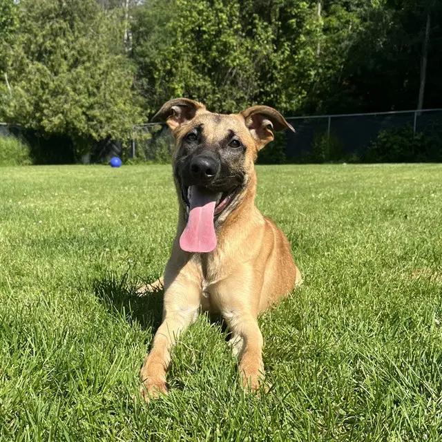 Benny - Belgian Shepherd Malinois