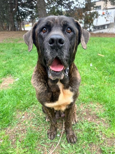 BENJI, an adoptable Mastiff in Toronto, ON