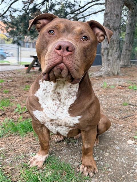 CHULO, an adoptable American Bulldog in Toronto, ON